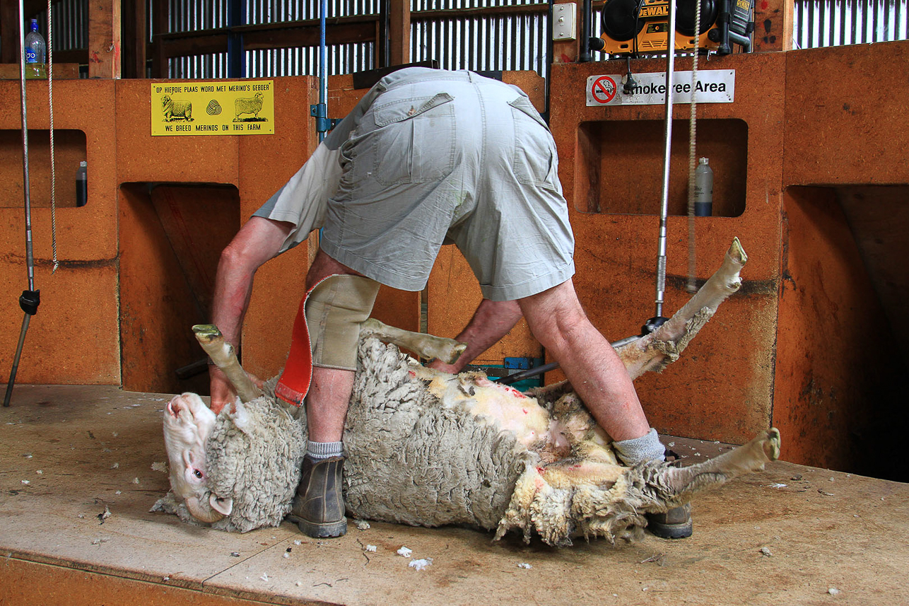 Sheep shearing at Glen Dene station