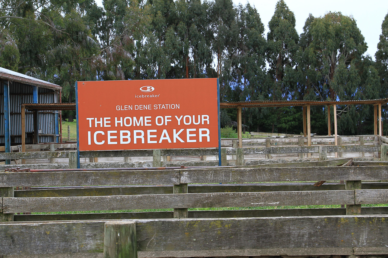 One of the famous Icebreaker merino sheep stations