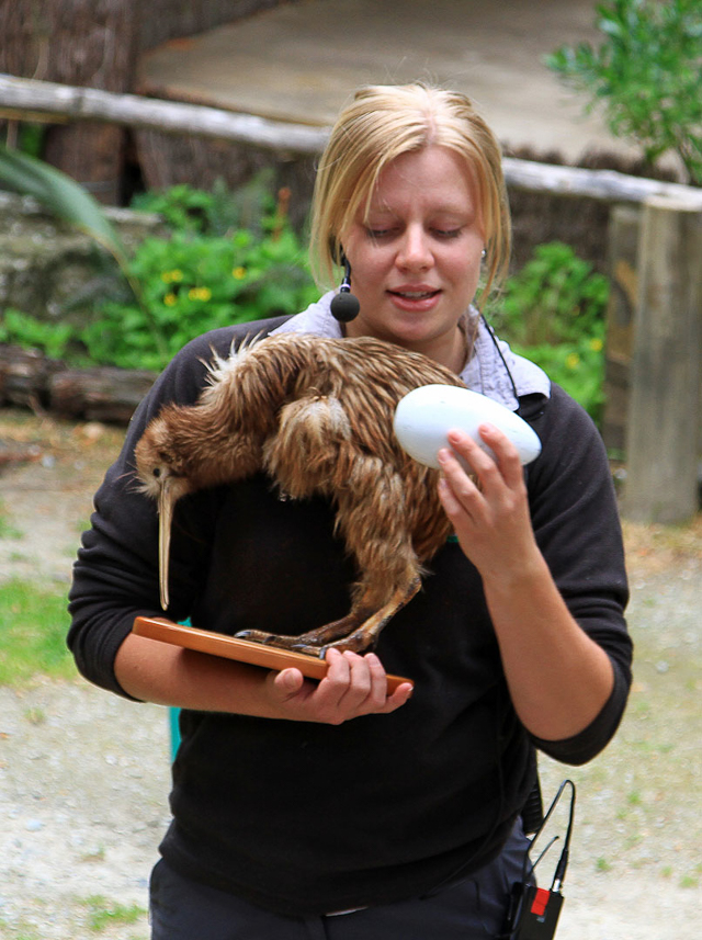 The Kiwi bird has a large egg