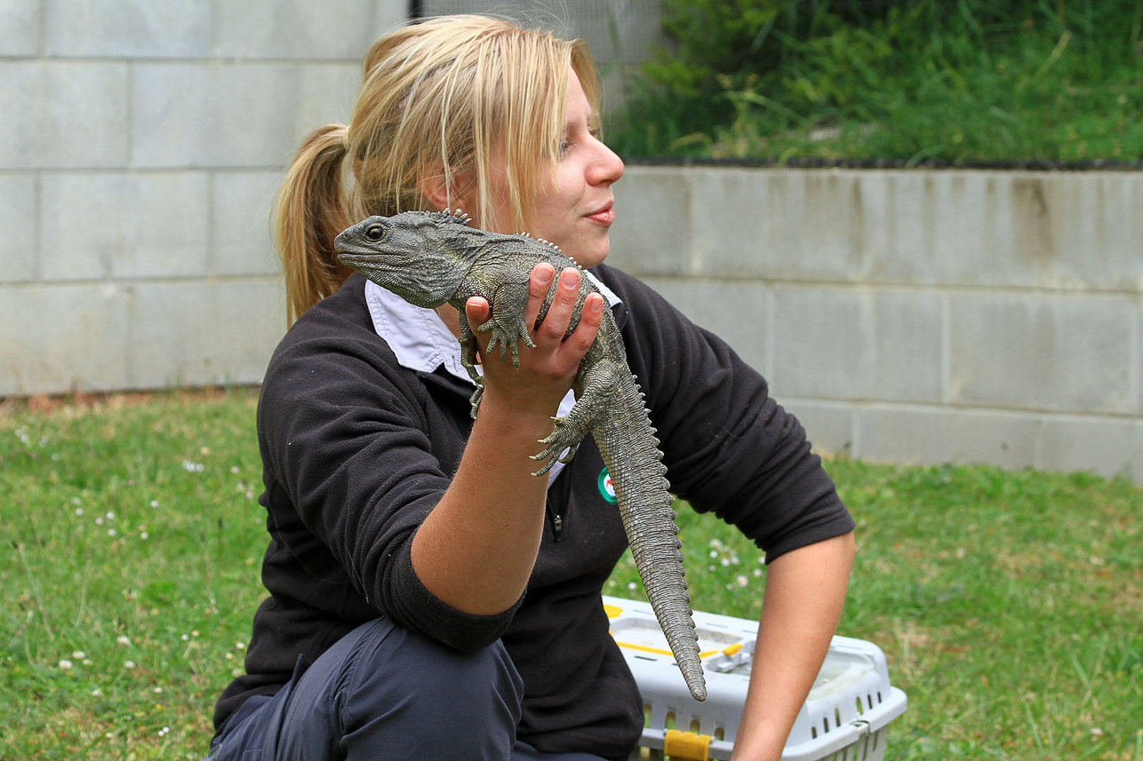 Tuatara (maori "Peaks on the back"), lizard like animal