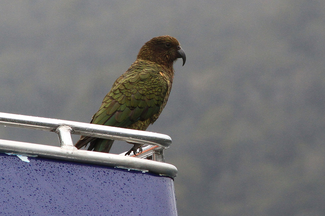 Kea parrot