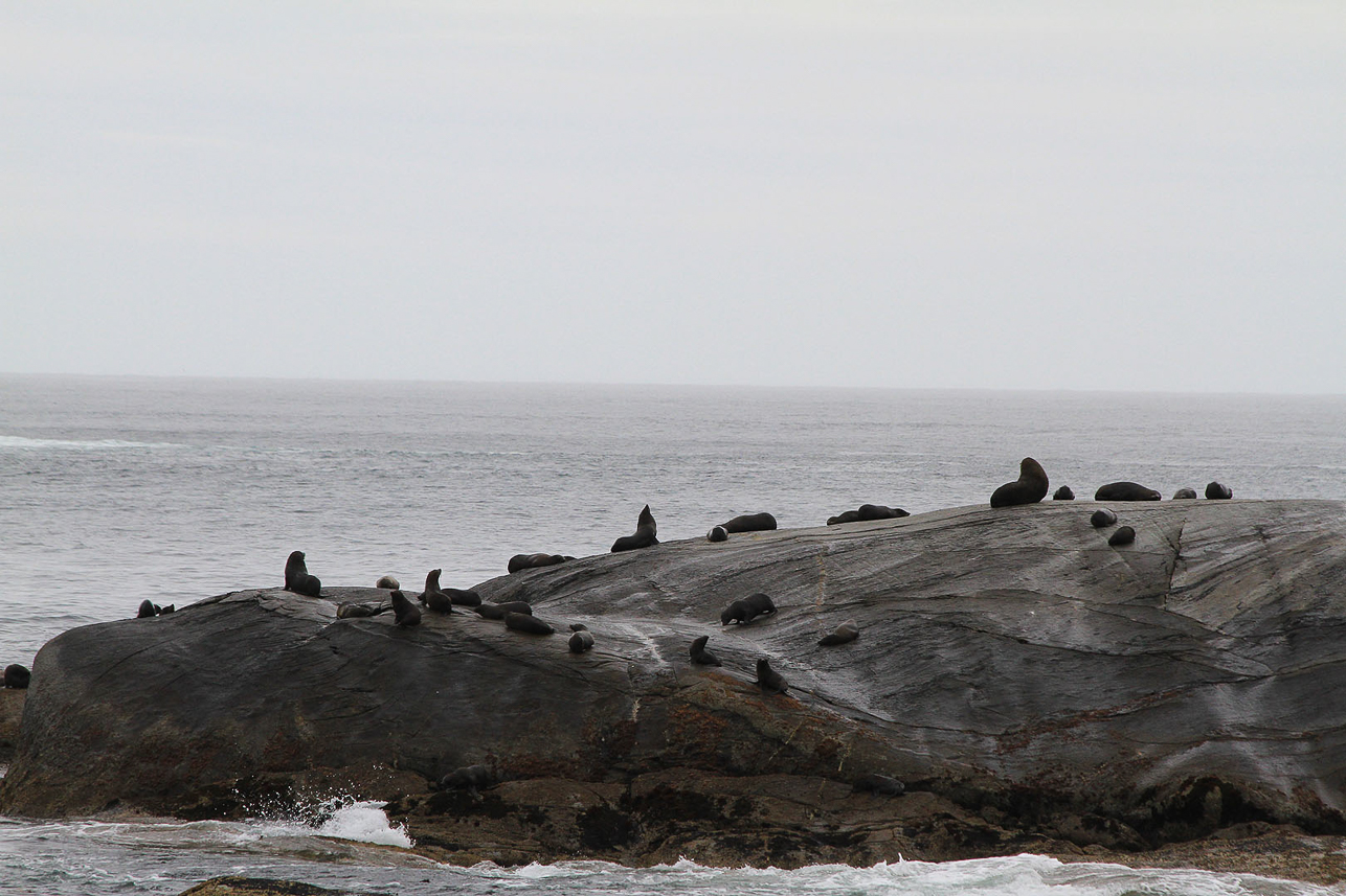 Doubtful Sound, entrance from the sea, fur seals