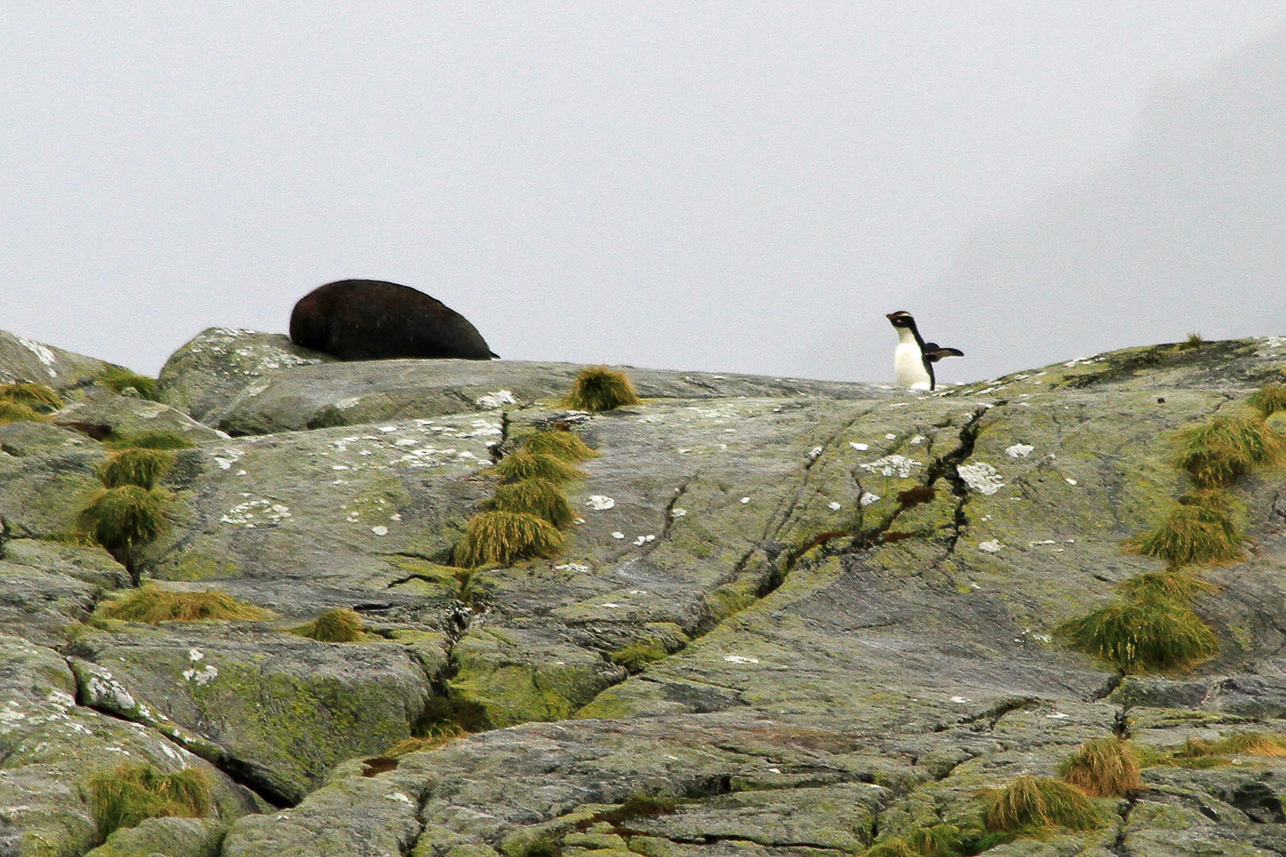 Fiordland Crested Penguin, unfortunately far away, endemic to the southwest of New Zealand