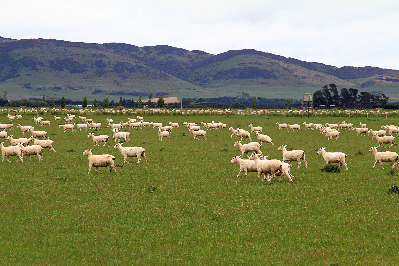 Crowded with sheep