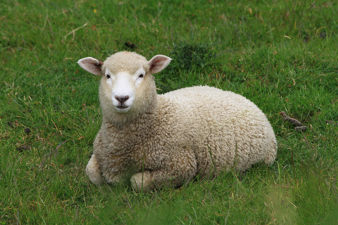 New Zealand lamb