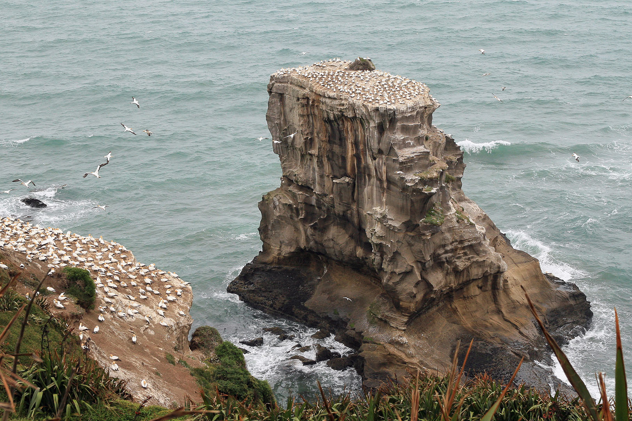 Muriway beach with Australian (Australasian) gannets