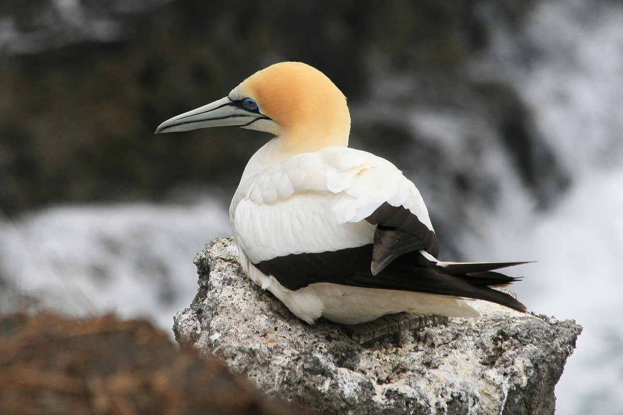 Australian gannet