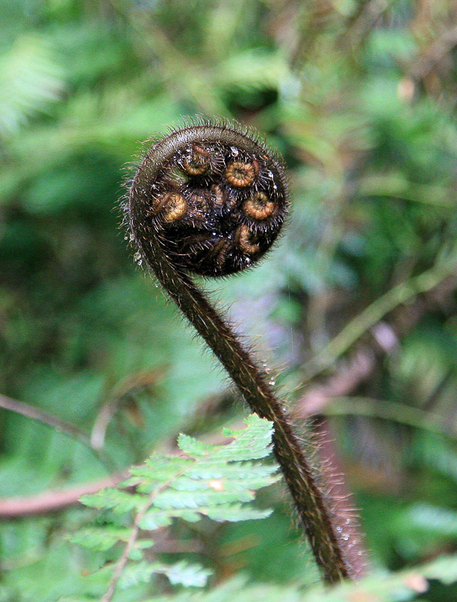 Fern in progress