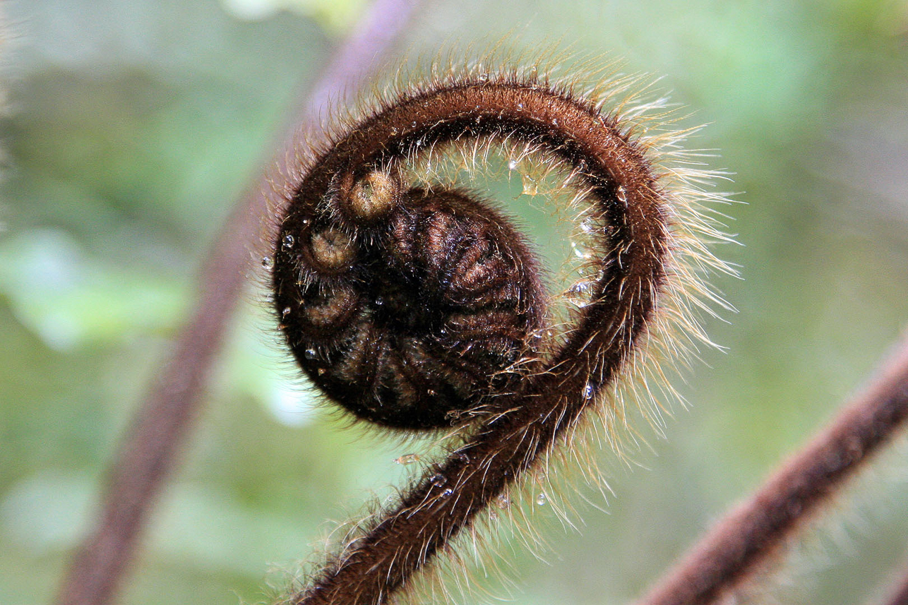 Fern in progress