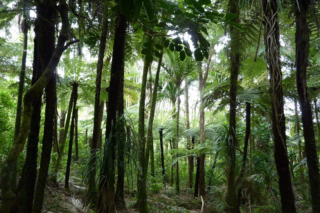 Waitakere rain forest