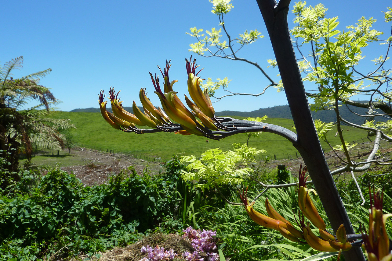 Countryside south of Auckland