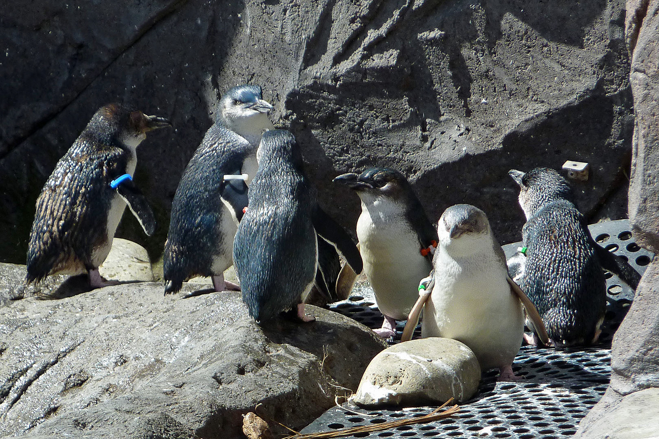 Little (Blue) Penguin at the Antarctic Centre