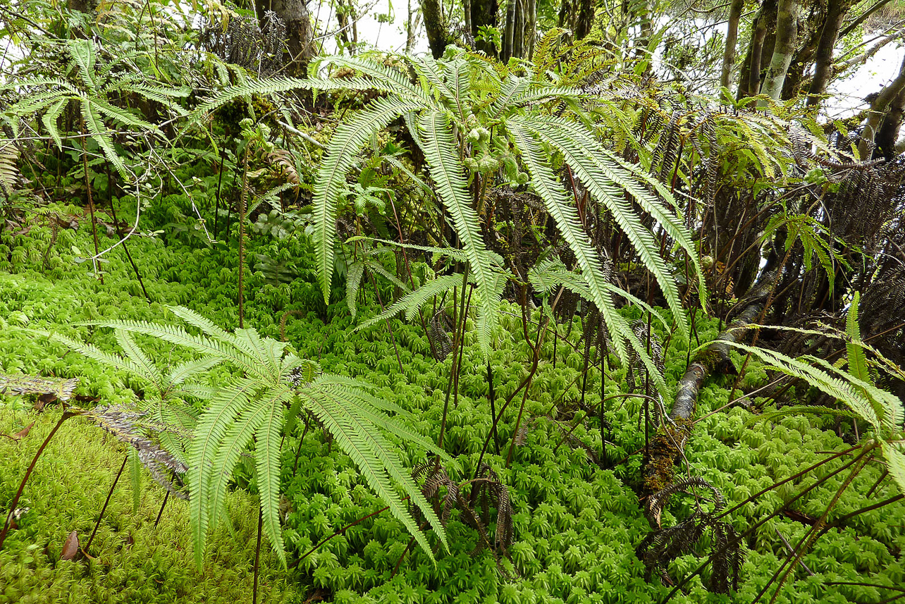 Rain forest at Fox Glacier