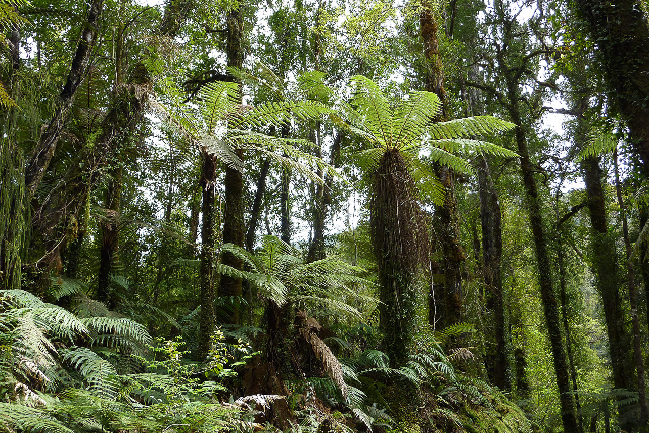 Rain forest at Fox Glacier