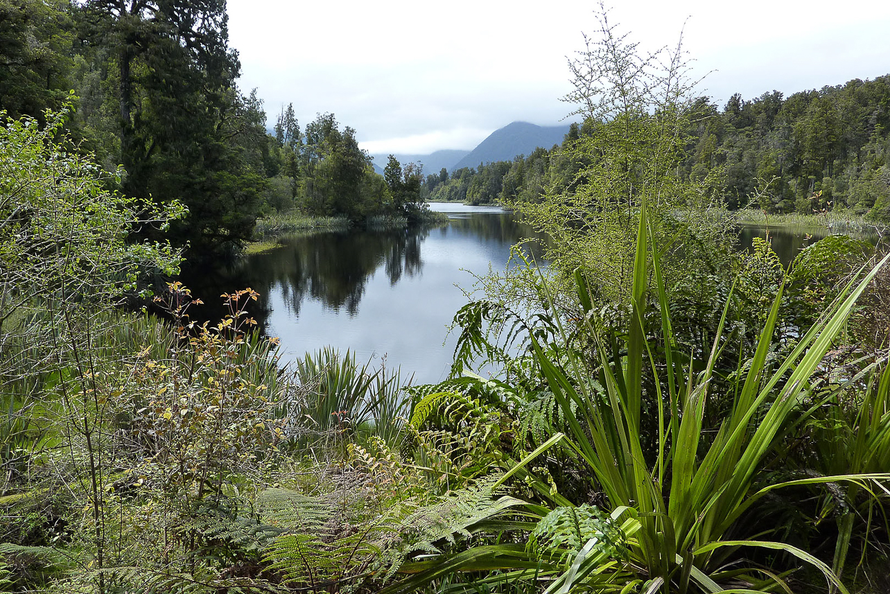 Rain forest at Fox Glacier