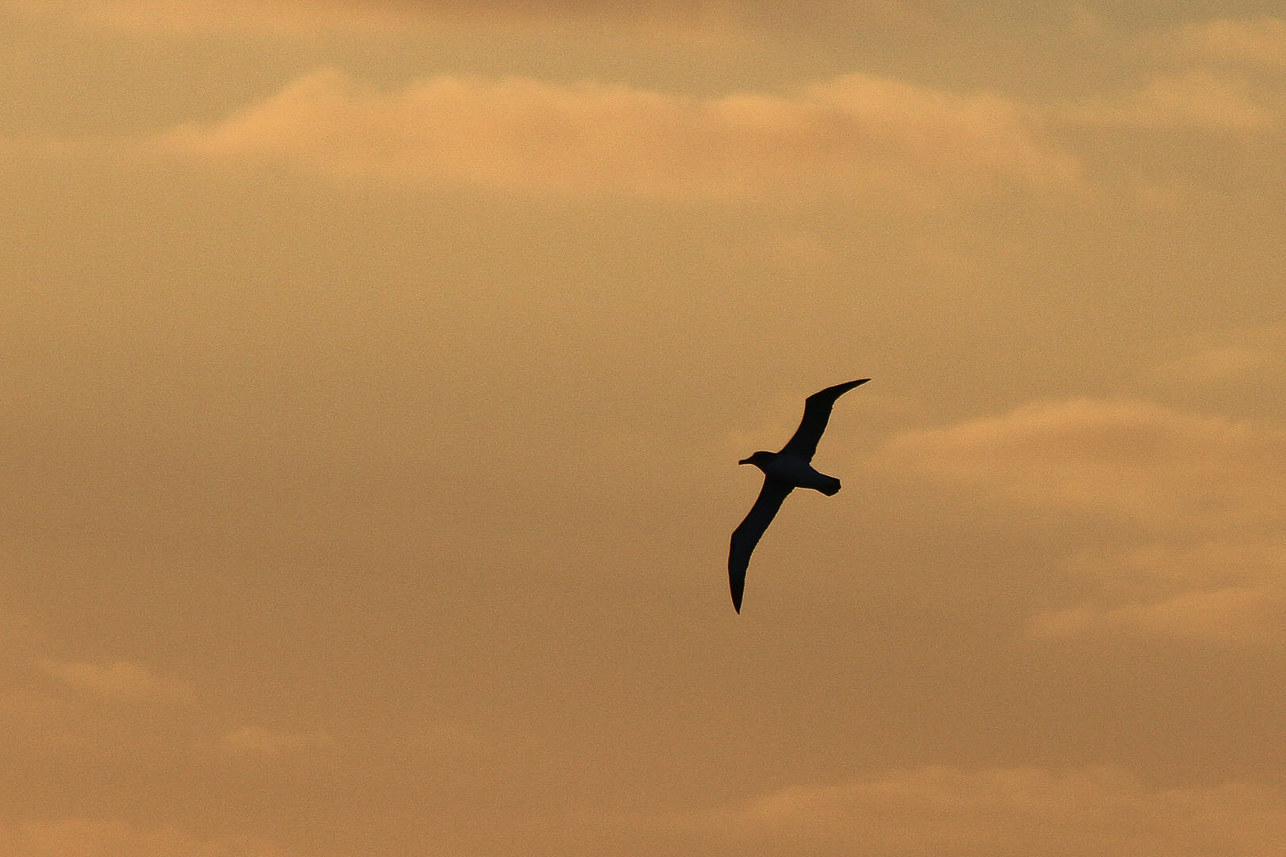 Albatross at sunset