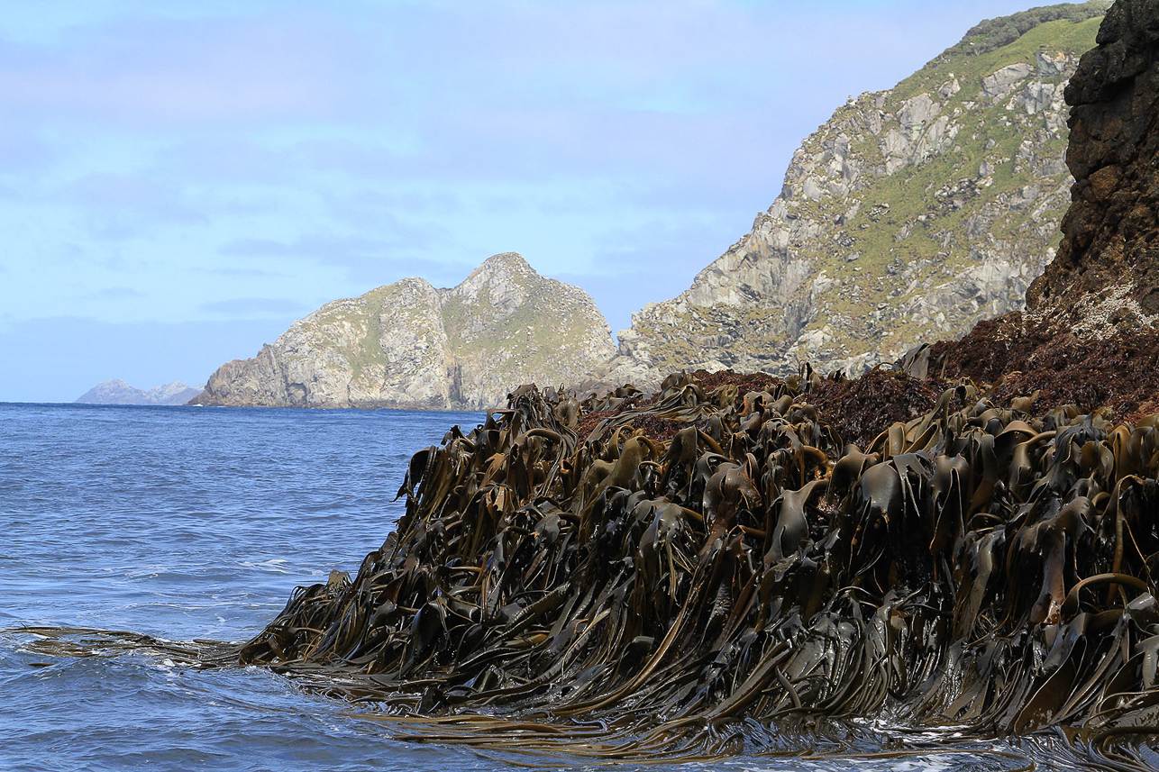 Seaweed at Snares Islands