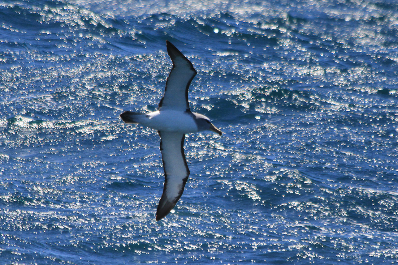 Salvin's Albatross