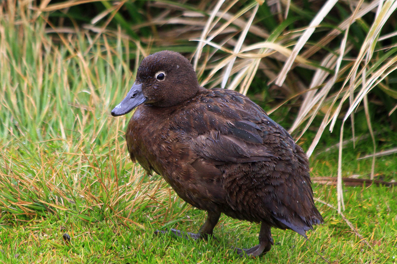 Auckland Island Flightless Teal, endemic, at Enderby Island (no longer present at other Auckland Islands due to pigs and cats).