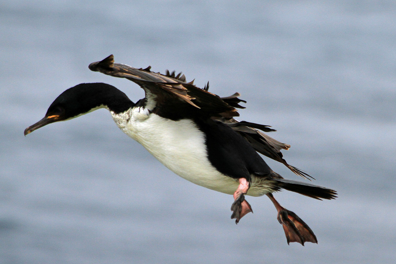 Auckland Island Shag