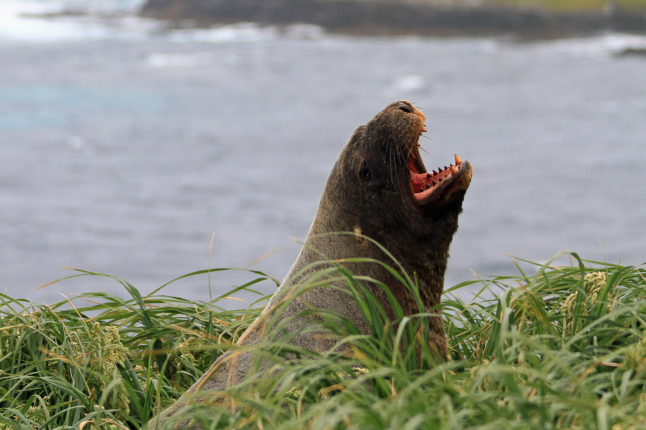 New Zealand (Hooker's) Sea Lion, high up in the grass