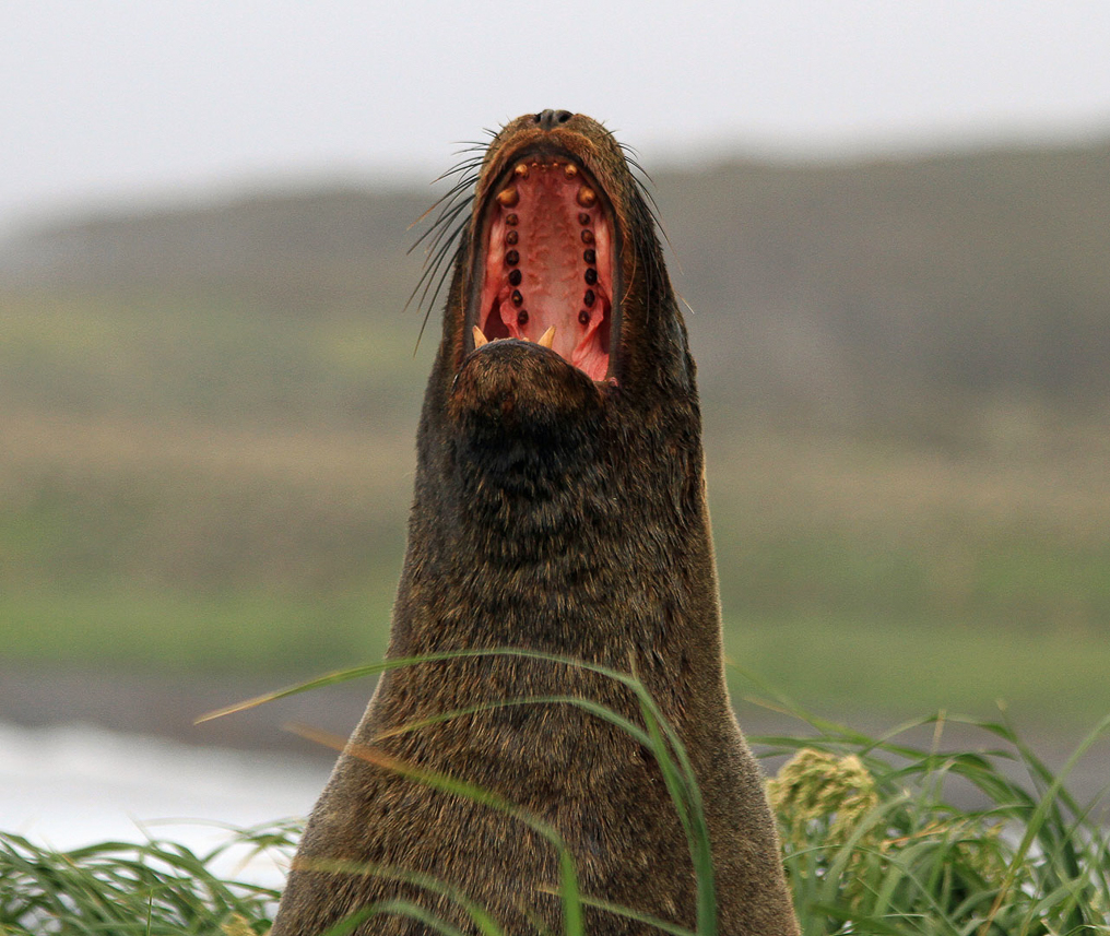 New Zealand (Hooker's) Sea Lion