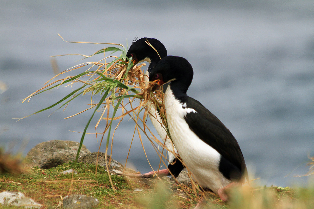 Auckland Island shags, fetching grass to their nest