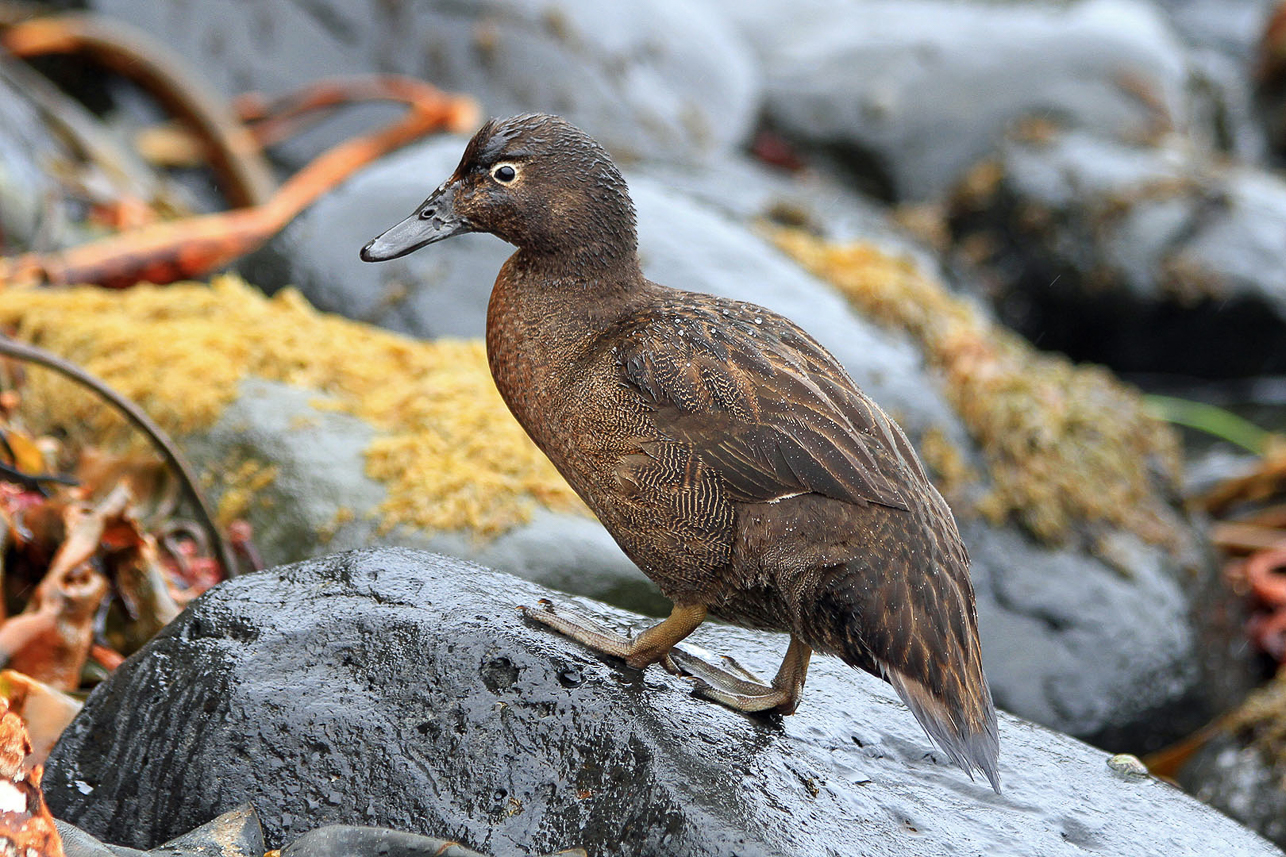 Auckland Island Flightless Teal