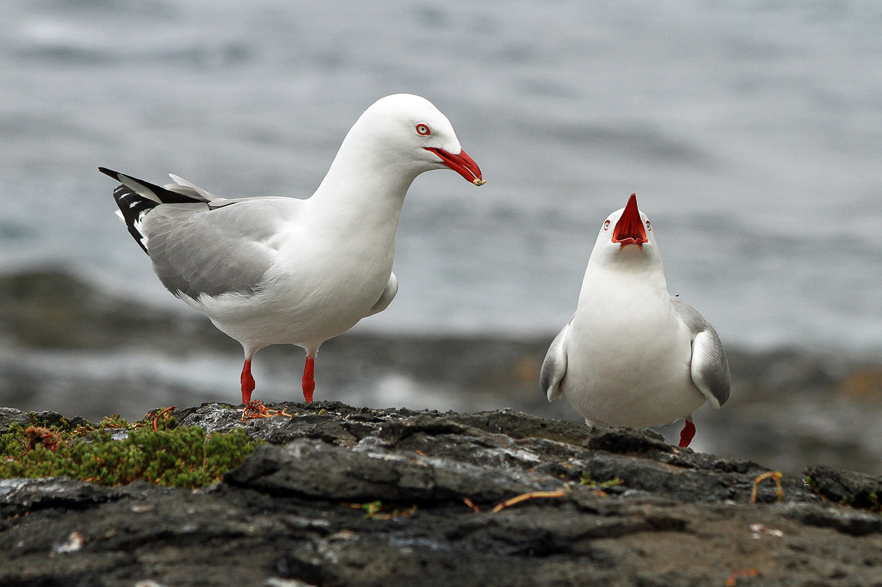 Red-billed gulls