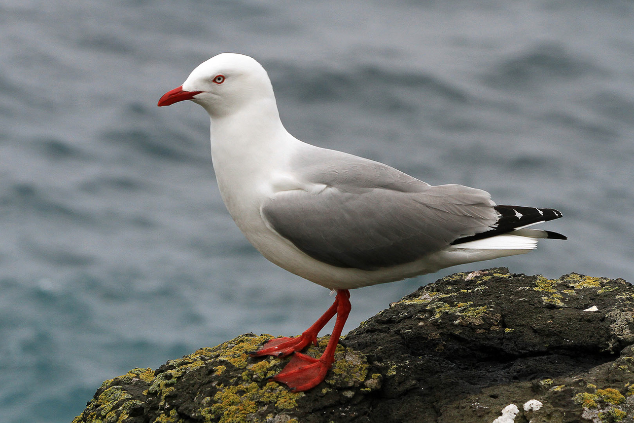 Red-billed gull