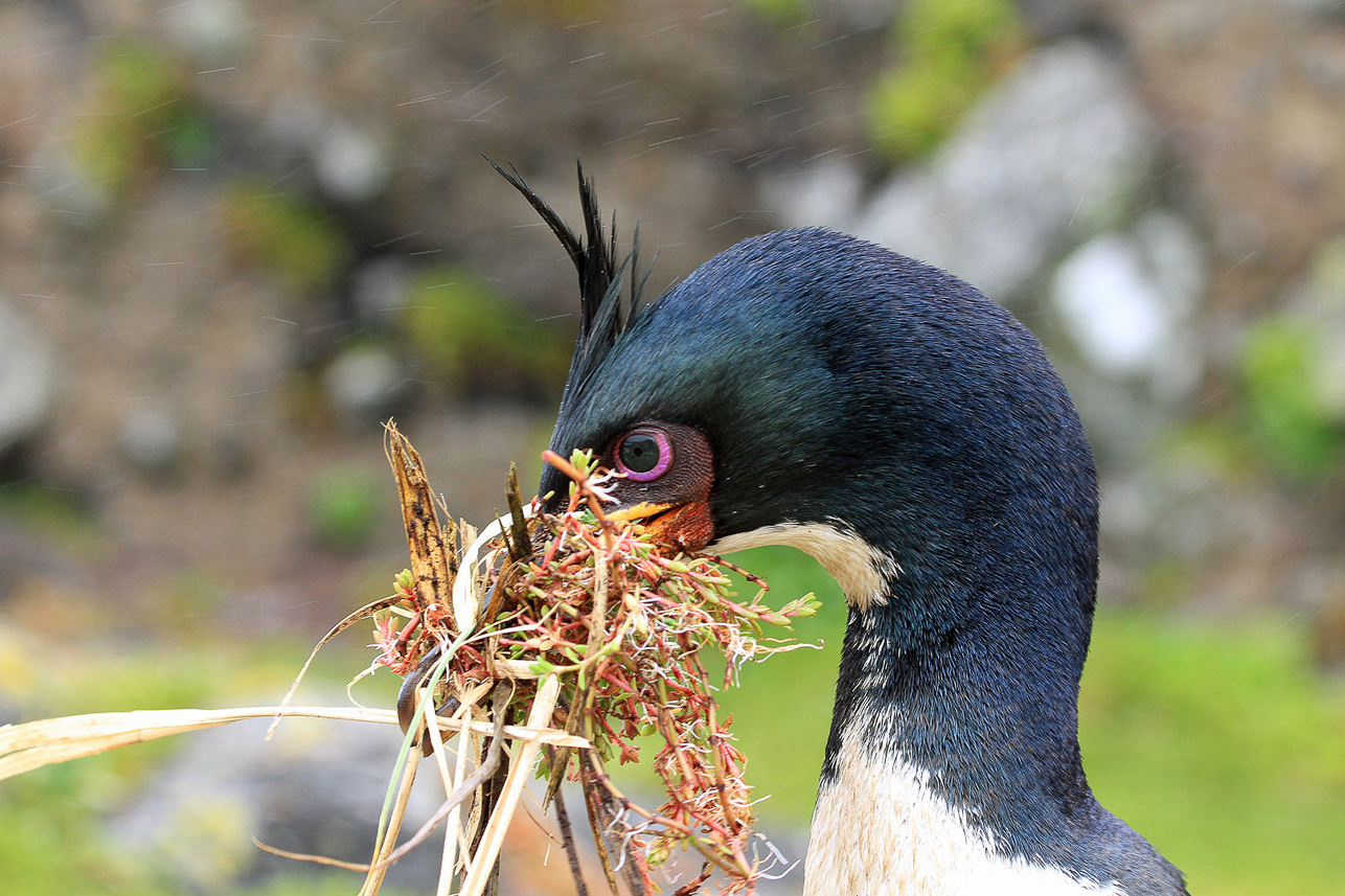 Auckland Island Shag fetching grass to the nest