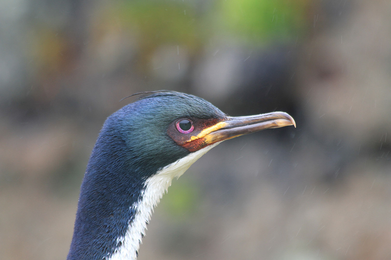 Auckland Island Shag