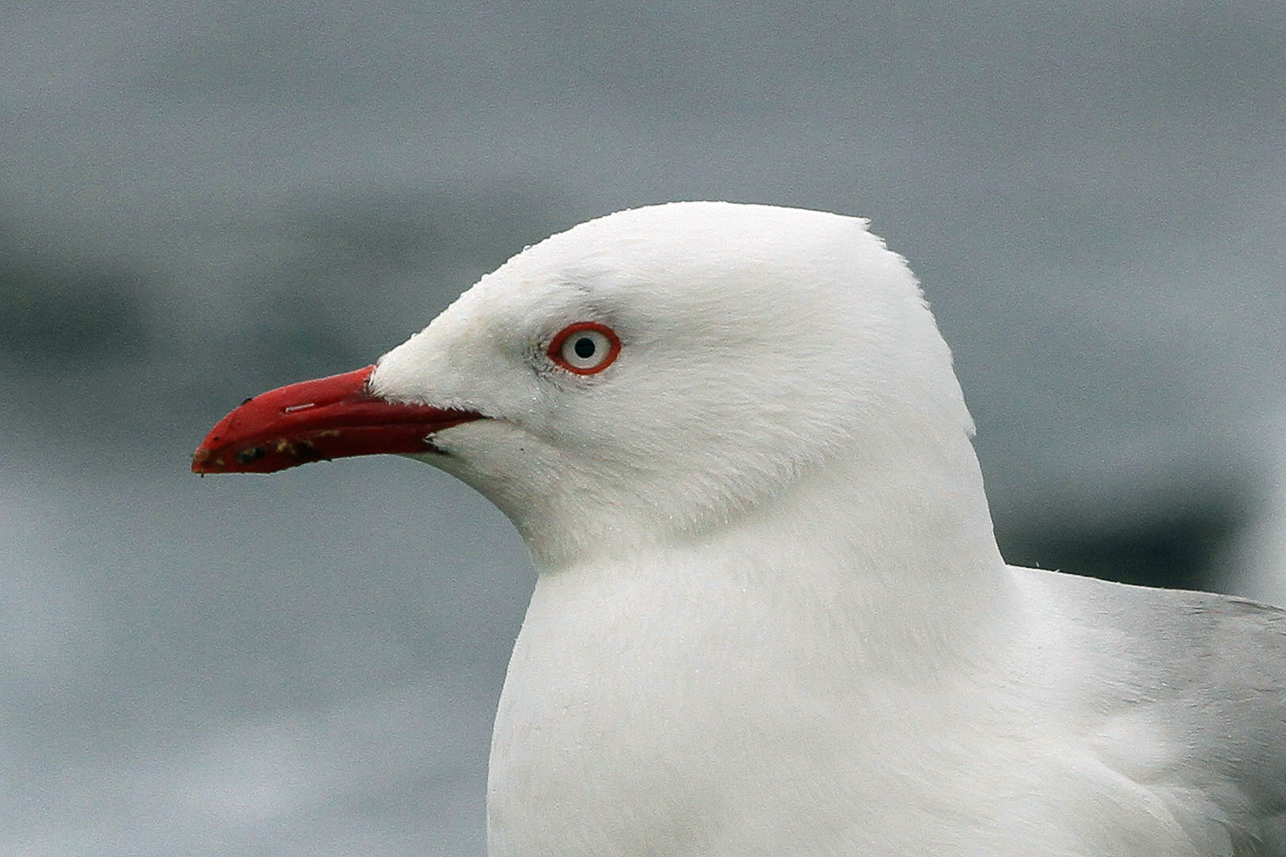 Red-billed gull