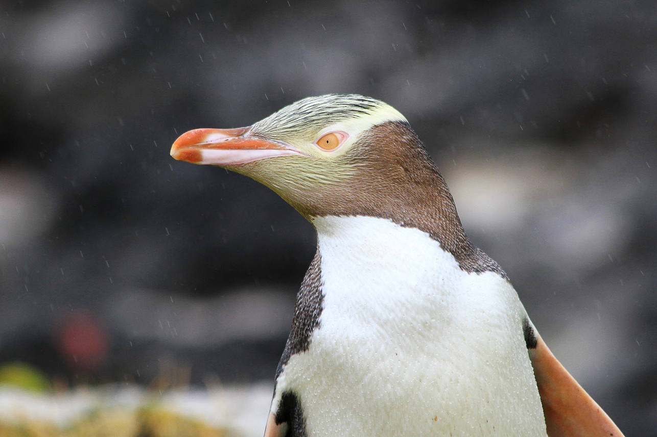 Yellow-eyed penguin at Enderby Island