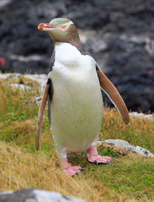 Yellow-eyed penguin at Enderby Island