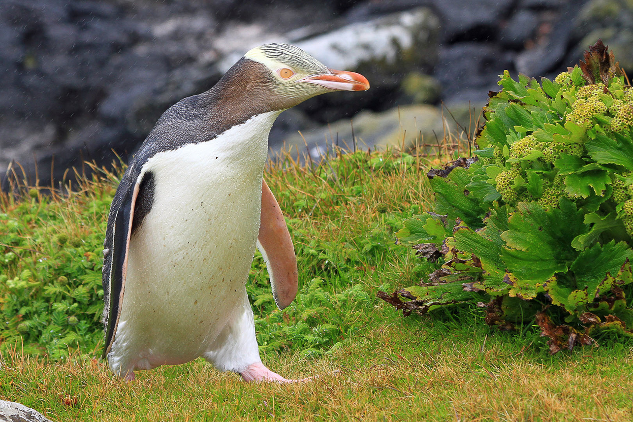 Yellow-eyed penguin at Enderby Island, on his way from the sea to the nest in the Rata forest