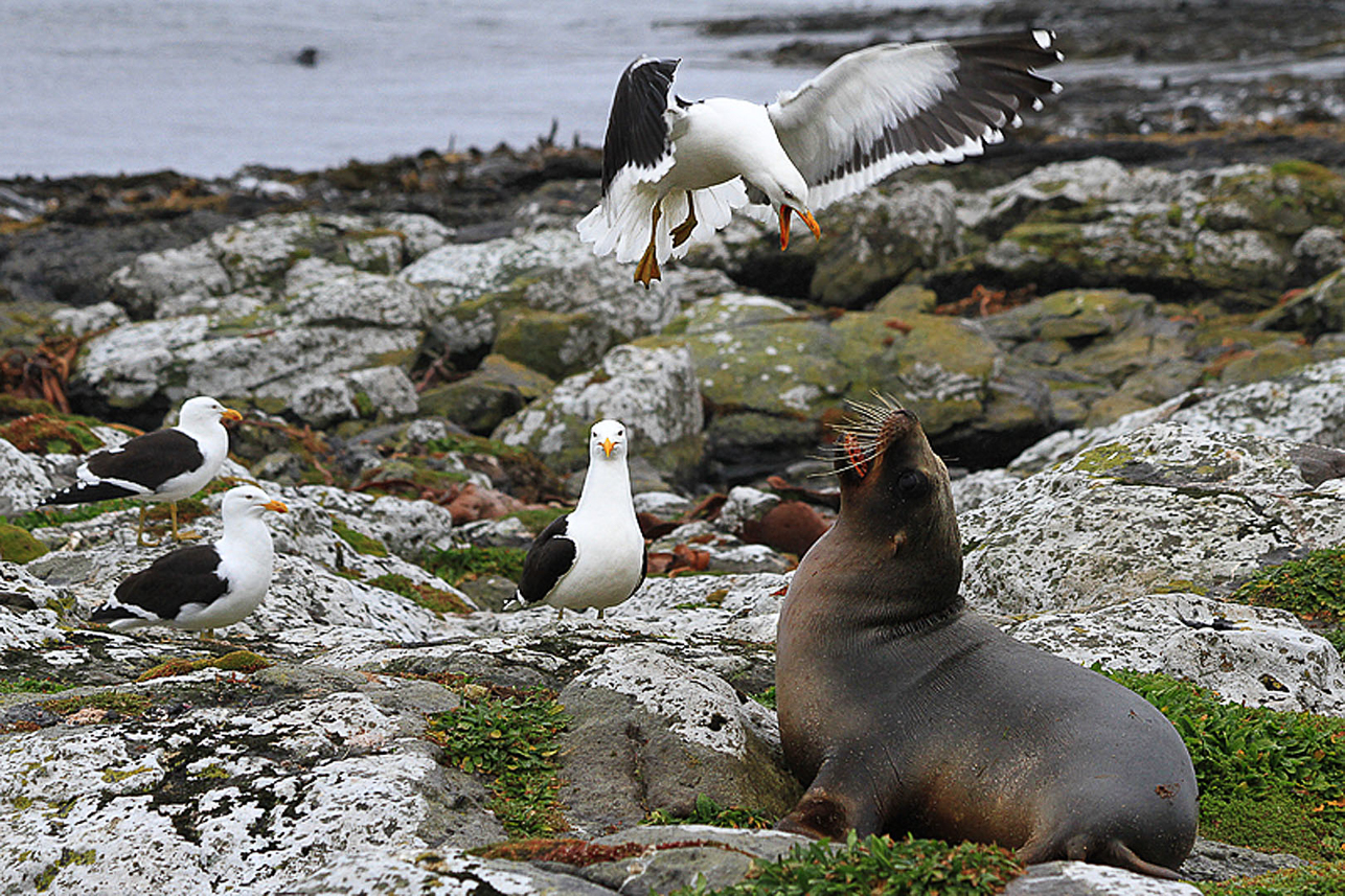 Kelp gull and sea lion having a dispute