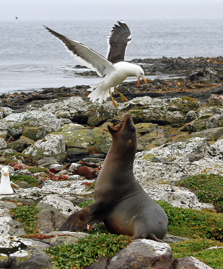 Kelp gull and sea lion having a dispute