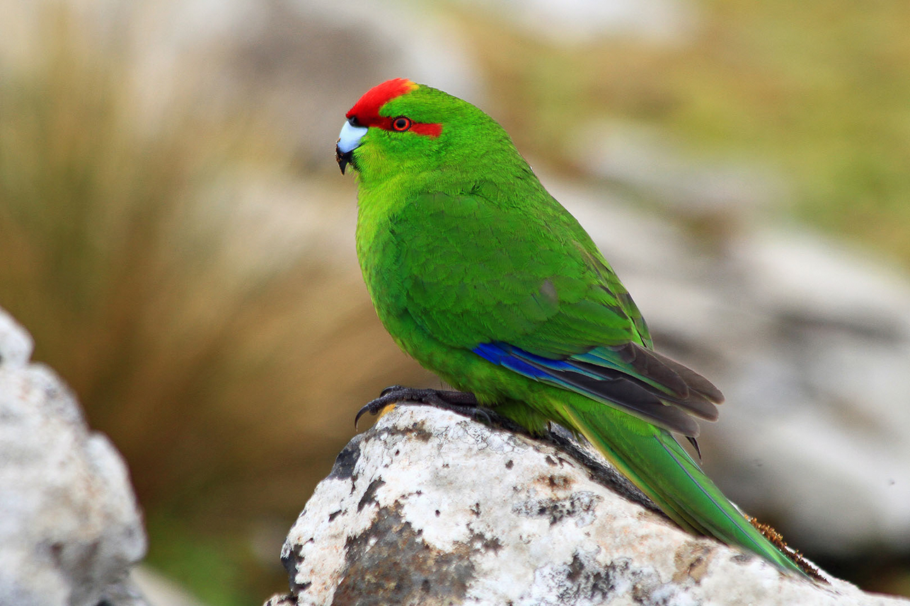 Red-crowned Parakeet at Enderby Island