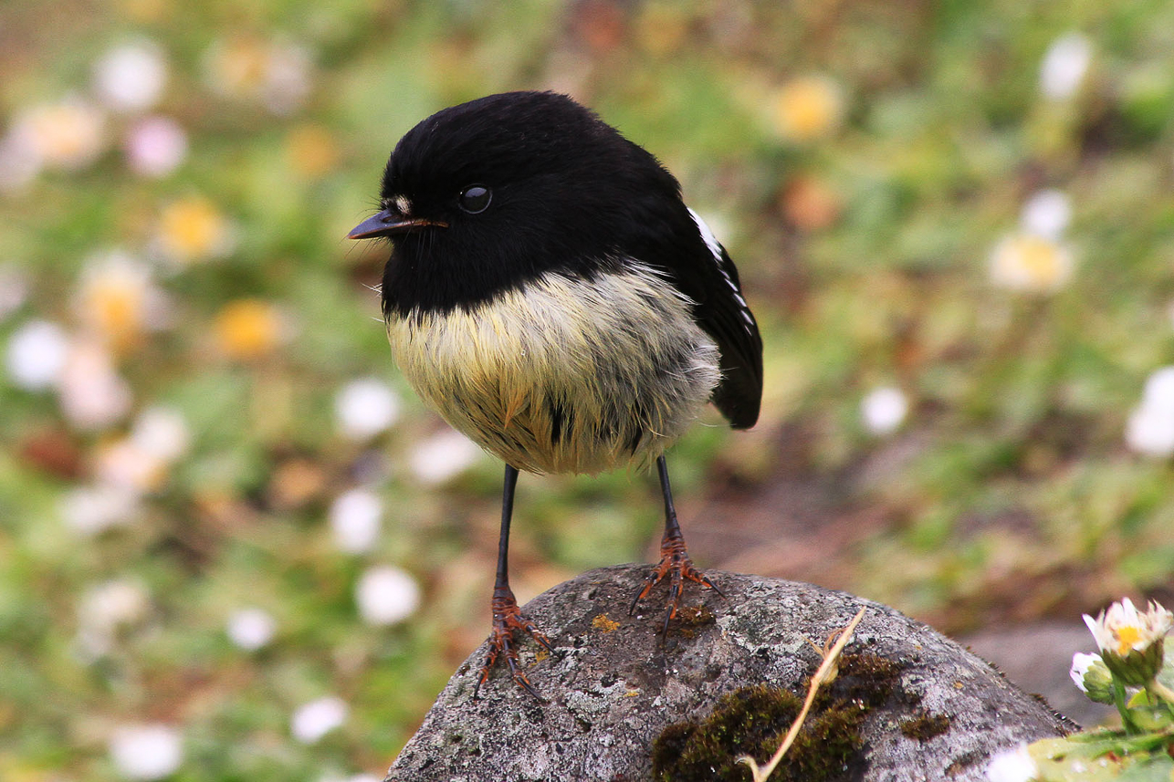 Auckland Island Tomtit at Enderby Island