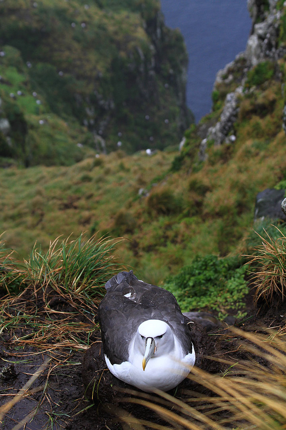 White-capped Albatross at South West Cape, Auckland Islands