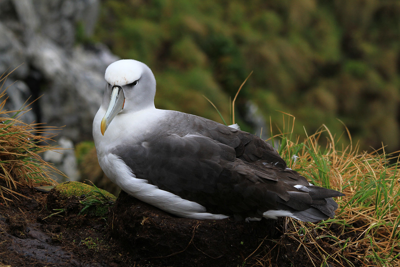 White-capped Albatross at South West Cape, Auckland Islands