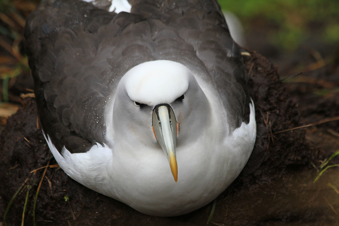 White-capped Albatross