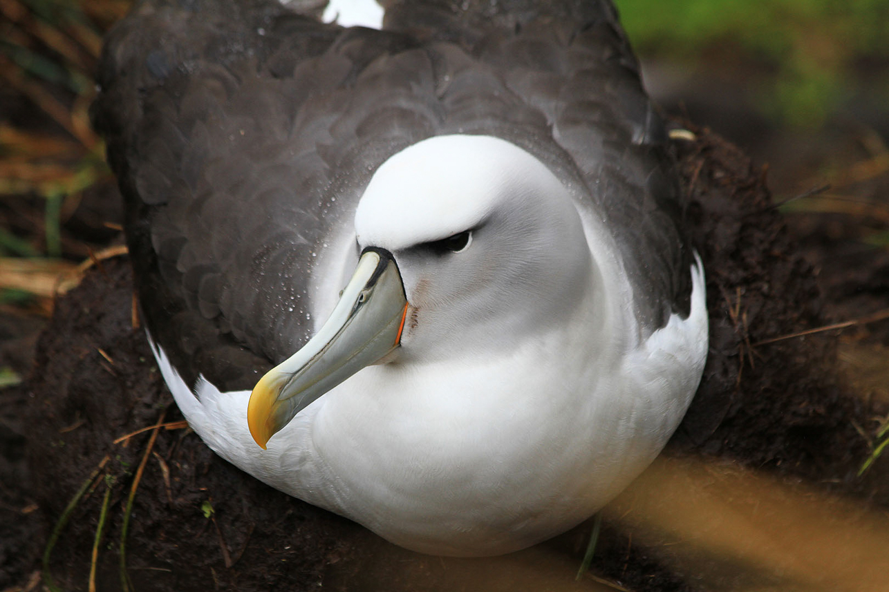 White-capped Albatross