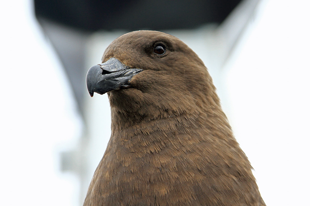 OK result, the Subantarctic (Brown) Skua admits