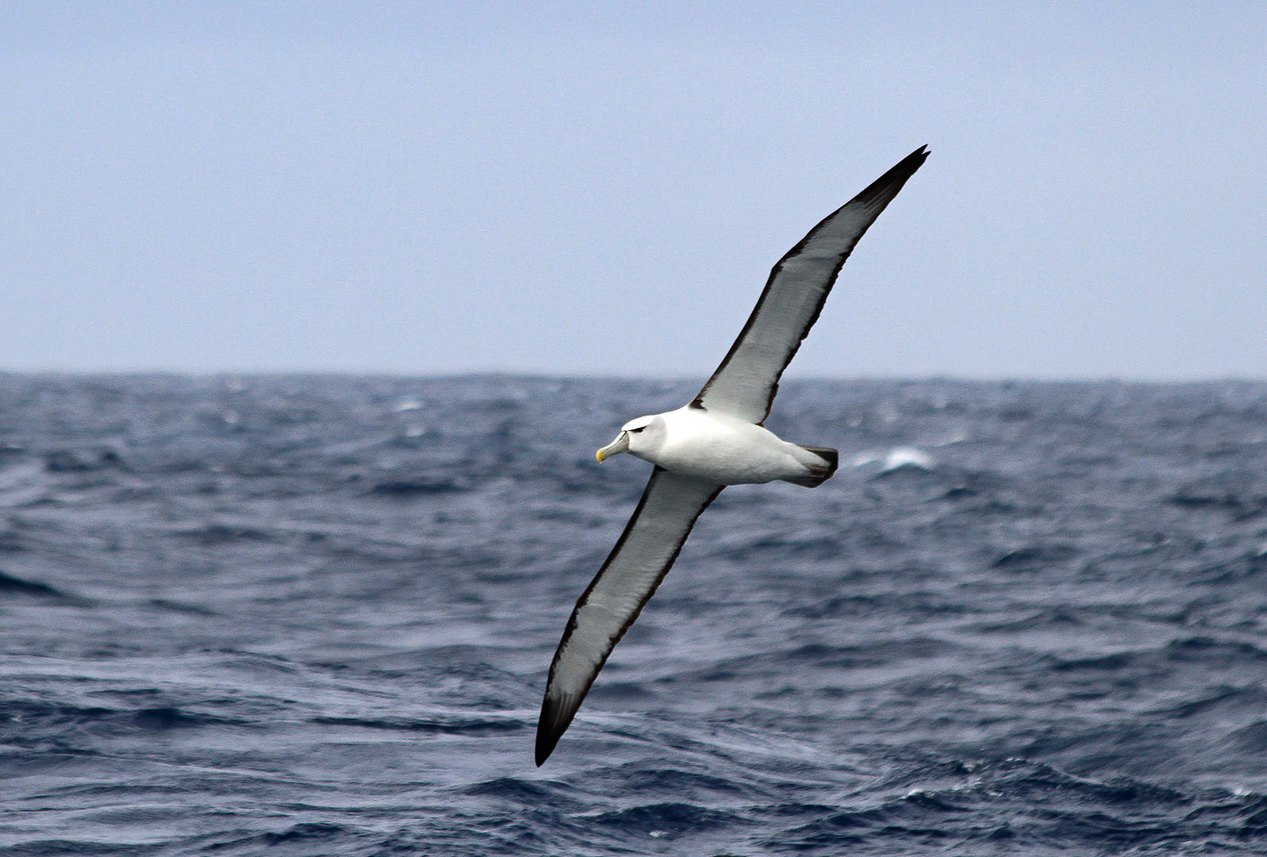 White-capped Albatross