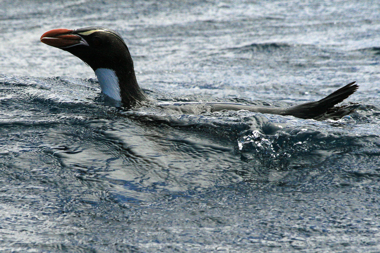 Snares penguin, endemic to Snares Islands