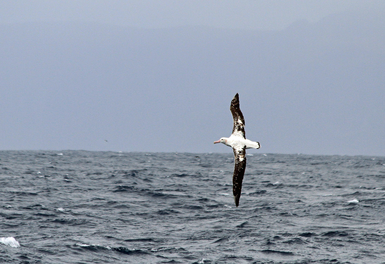 Wandering Albatross