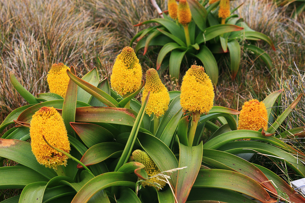 Bulbinella rossii (Ross Lily)