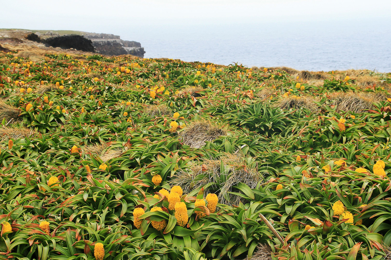 Endless fields of Bulbinella Rossii at Enderby Island (Auckland Islands)